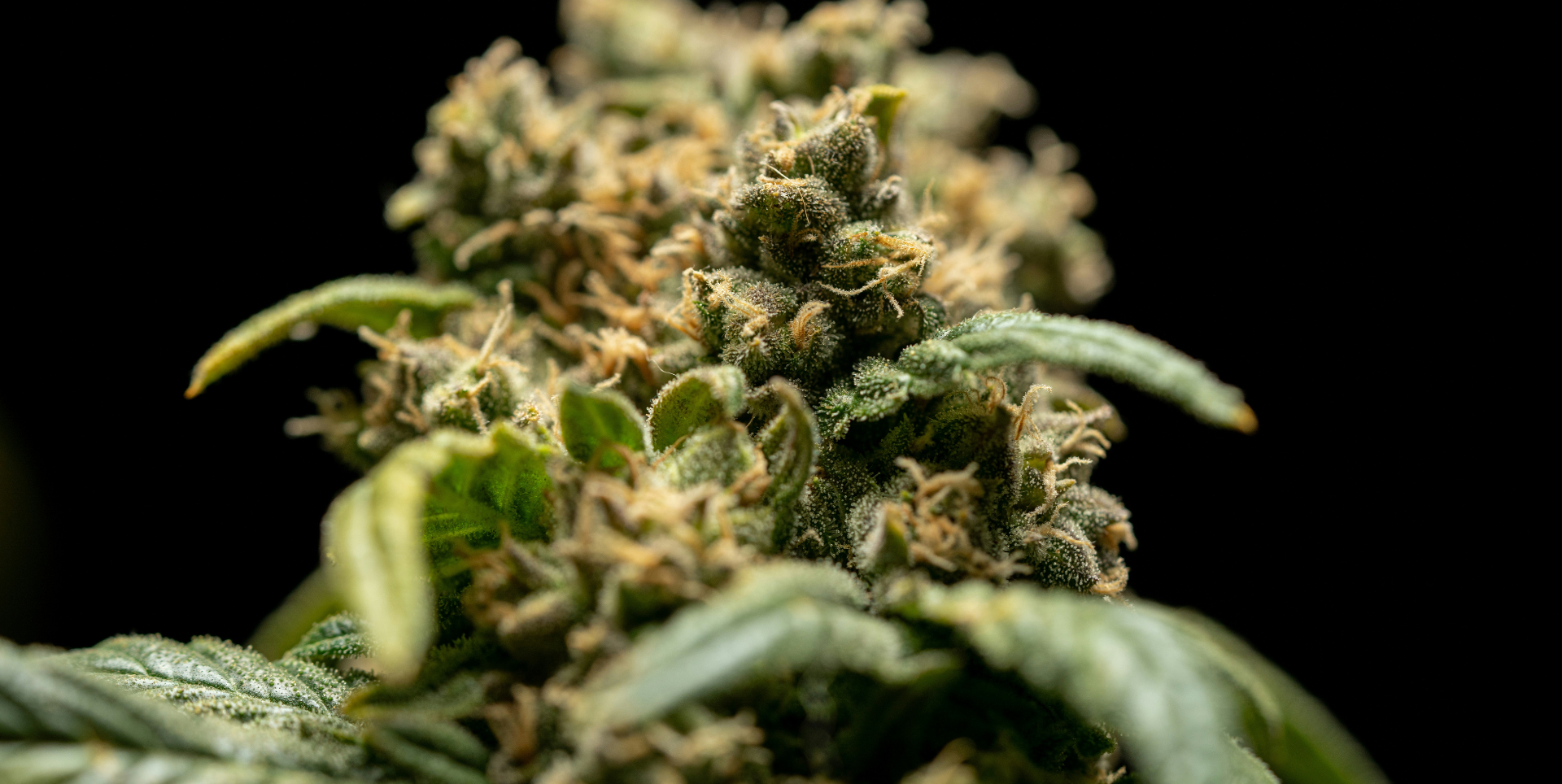 Best Cannabiotix Cannabis Strains Reviews
