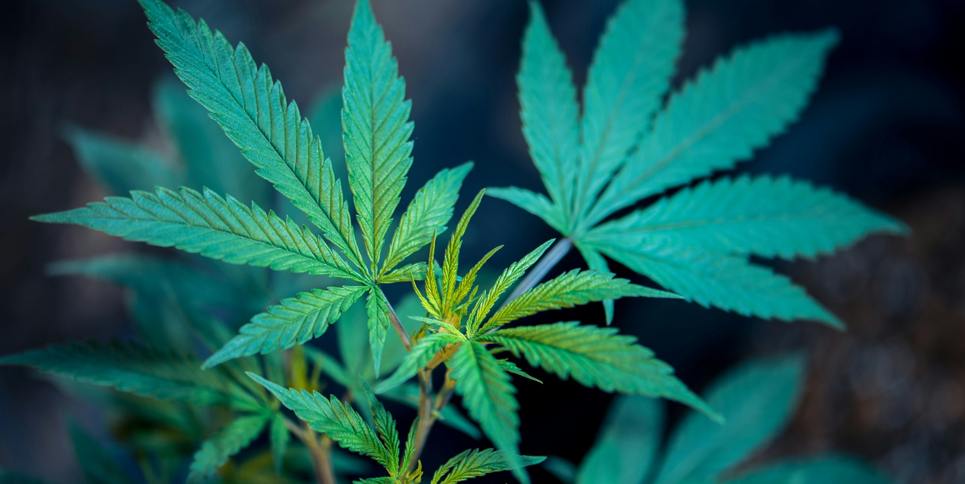 Best Cannabis Strain for Sex and Intimacy