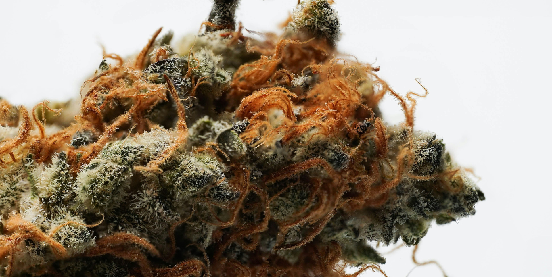 Best Cannabis Strain vs Kratom Effects