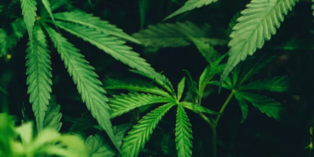 Best Cannabis Strains for ALS Symptom Relief