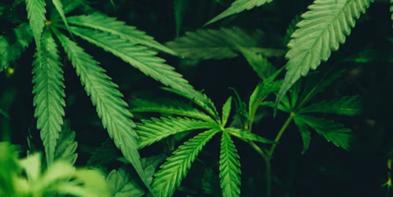 Best Cannabis Strains for ALS Symptom Relief