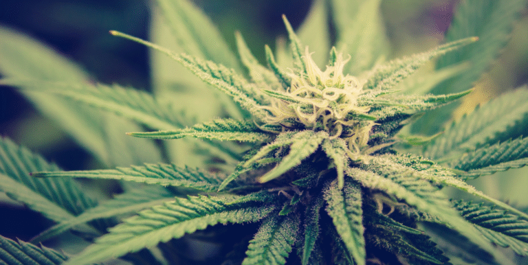 Best Cannabis Strains for Beginners Guide