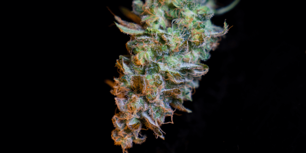 Best Cresco Cannabis Strains
