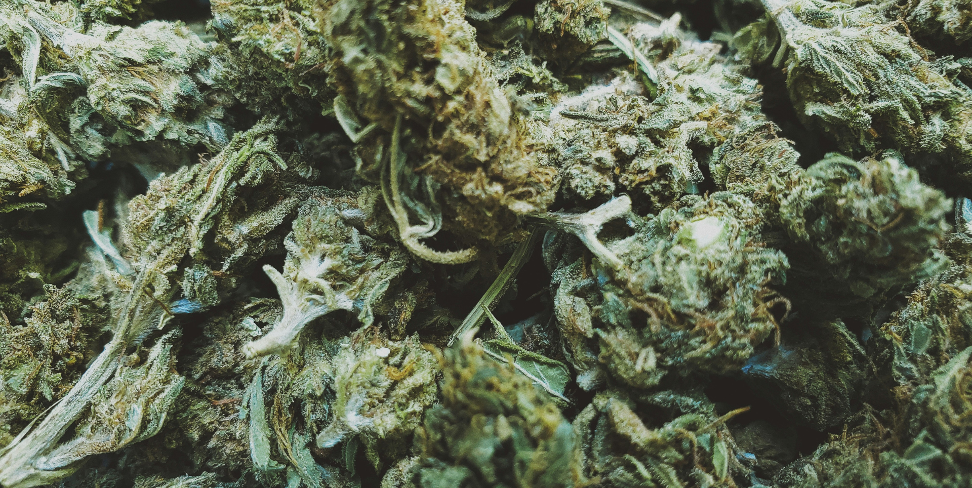 Best Durban Poison Cannabis Strain Guide