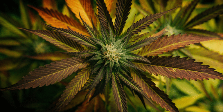 Best Hybrid Cannabis Strains