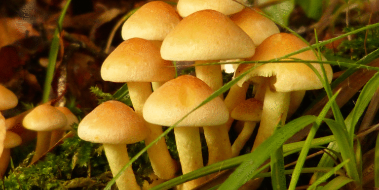 Explore magic mushroom strains with unique highs, colors, and potency. Discover the best psilocybin mushrooms for creativity, healing, and spiritual journeys.