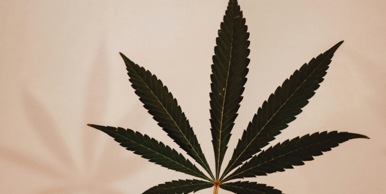 Best New Weed Strains: Latest Cannabis