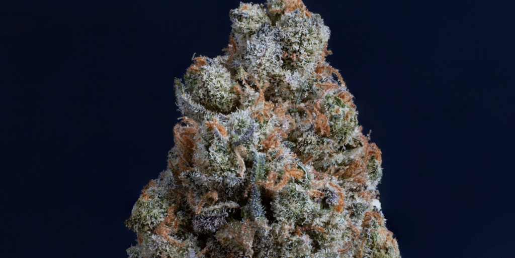 Best Northern Lights Cannabis Strains