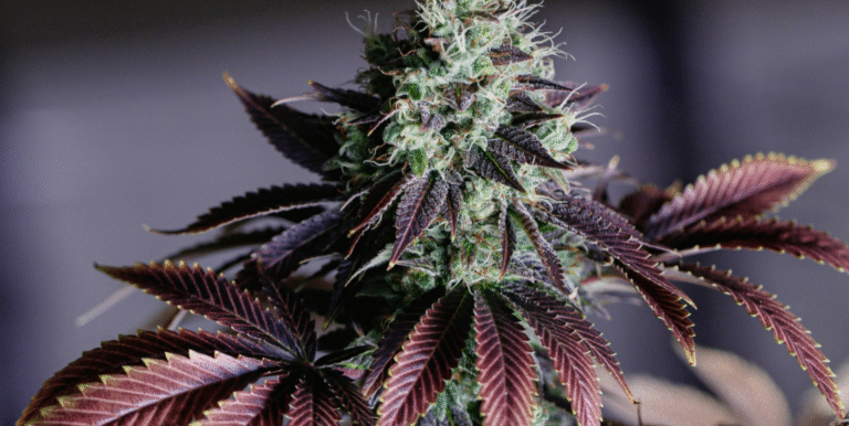 Best Purple Cannabis Strains for Looks