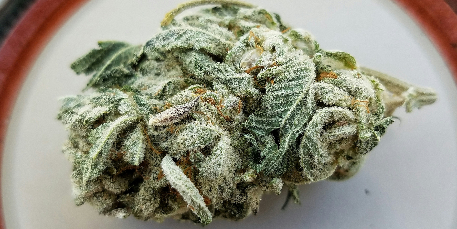 Best Runtz Cannabis Strains
