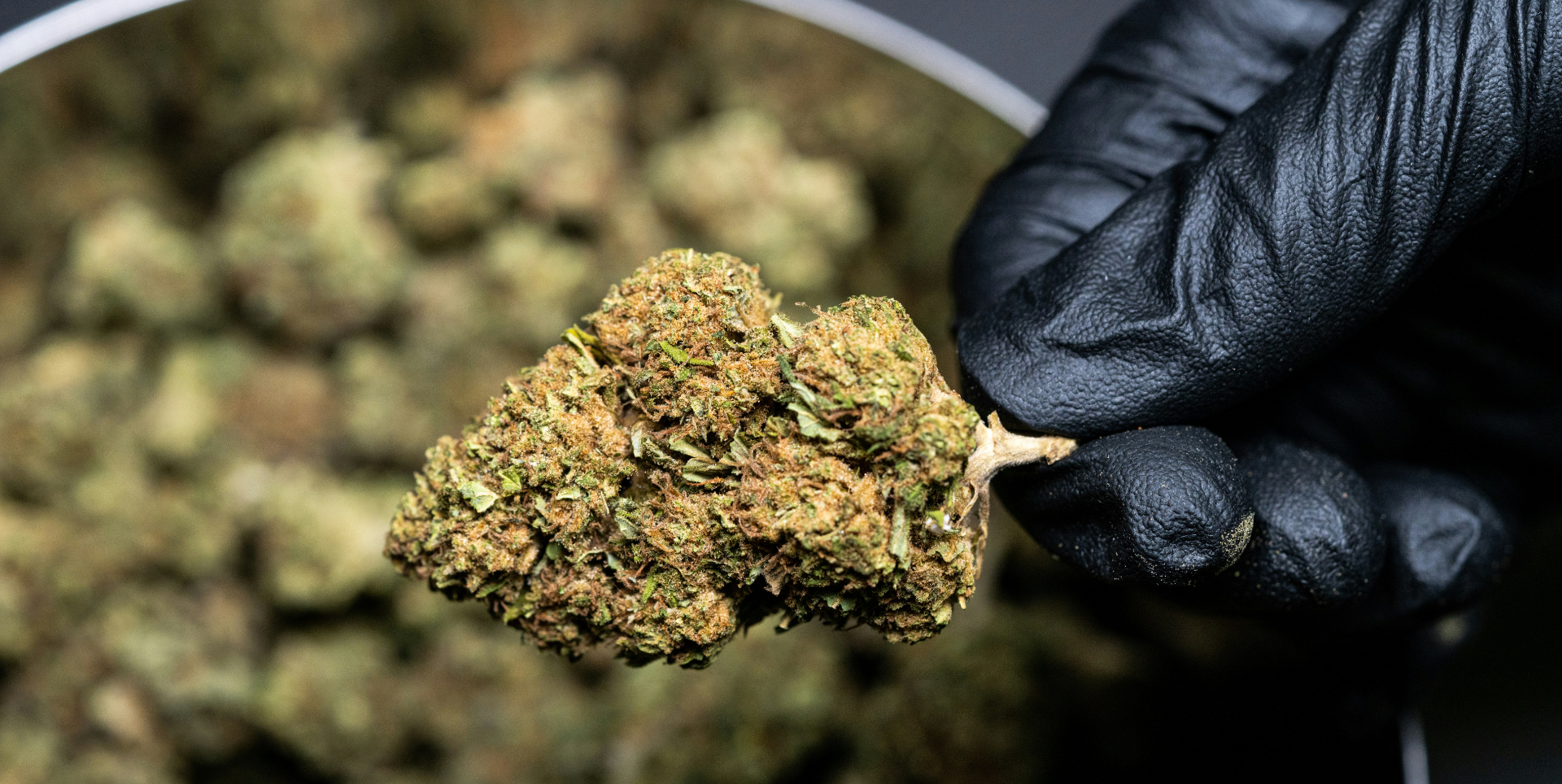 Best Sativa Cannabis Strains for Daytime