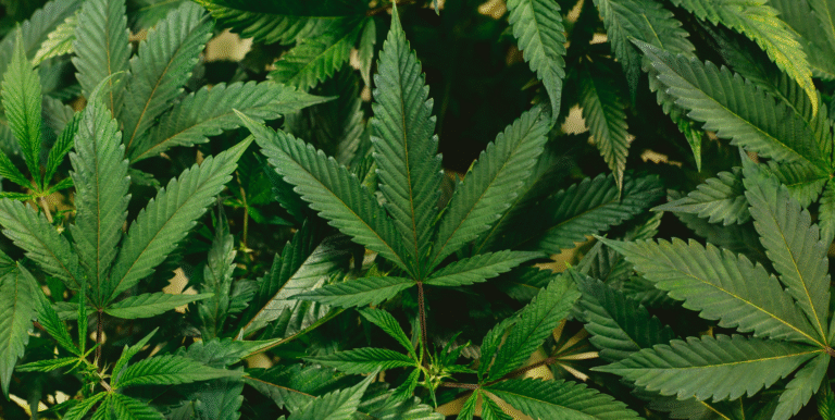 Best Smelling Cannabis Strains: Aromas