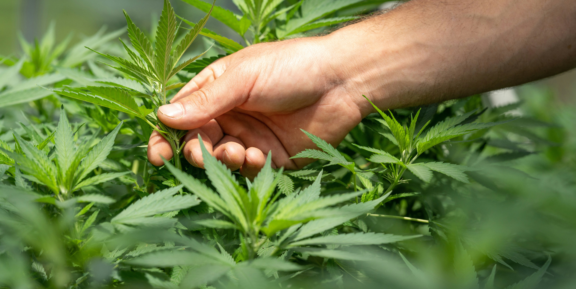 Best Yielding Cannabis Strains for Harvest