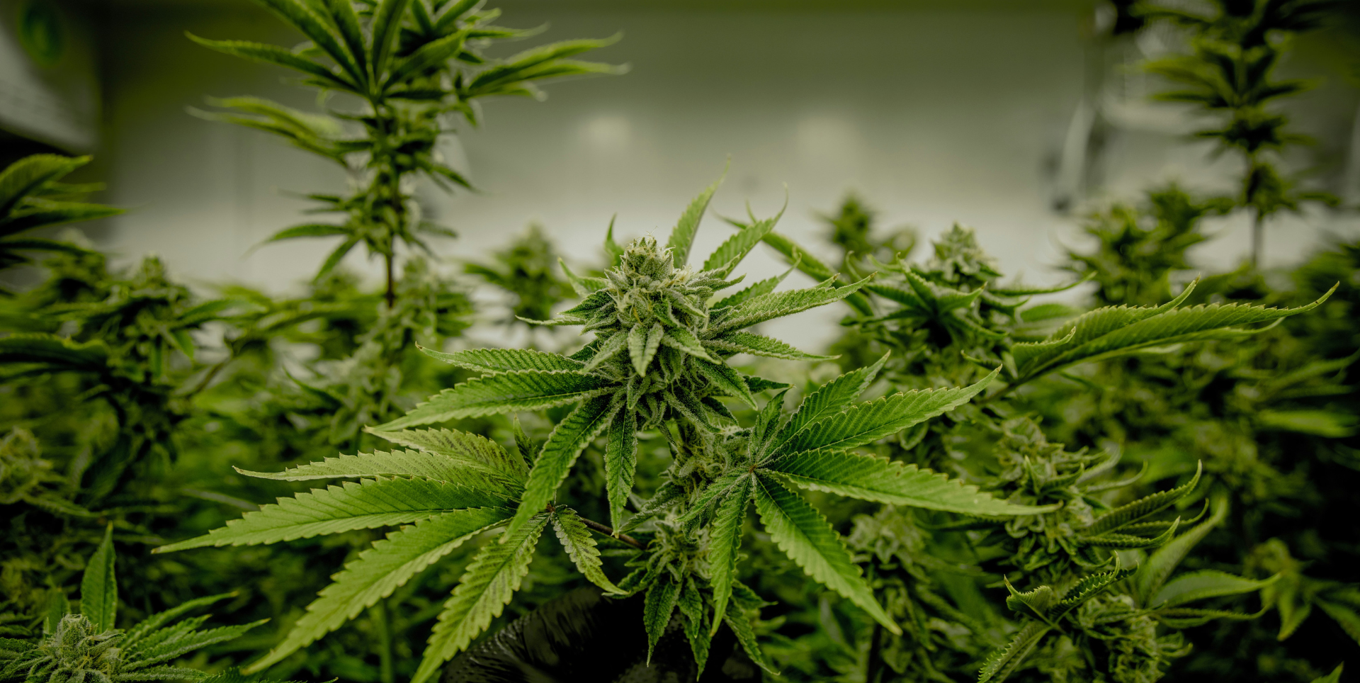Top 10 Easy-Grow Cannabis Strains