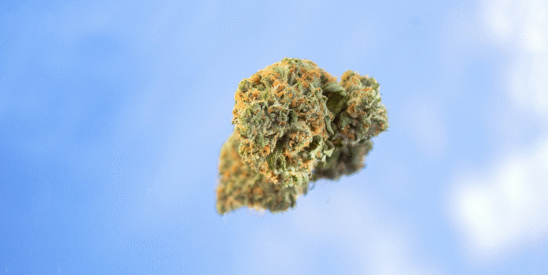 Top 10 High CBD Medical Cannabis Strains