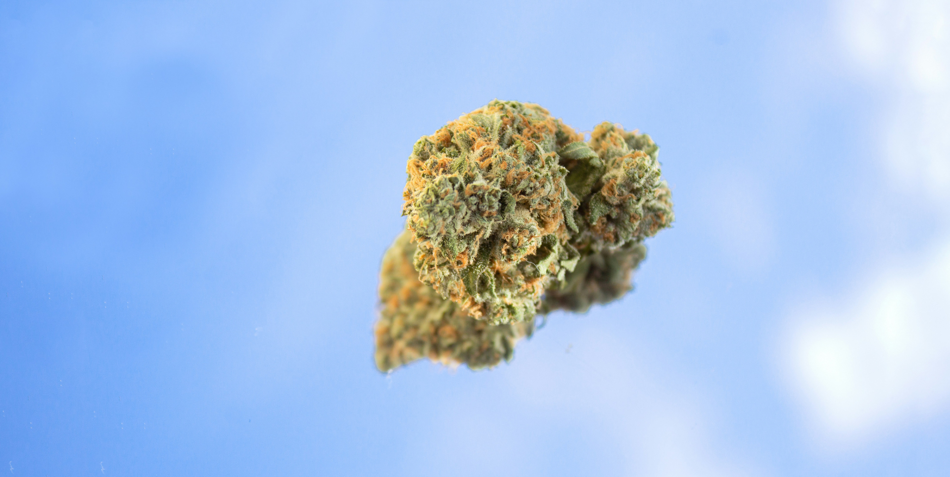 Top 10 High CBD Medical Cannabis Strains