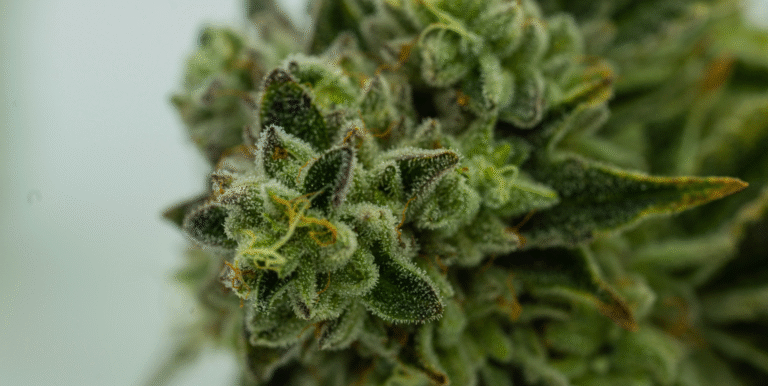 Top 10 High THC Strains for Strong Highs