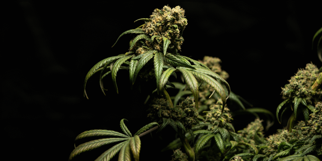 Top 10 Jack Herer Hybrid Strains