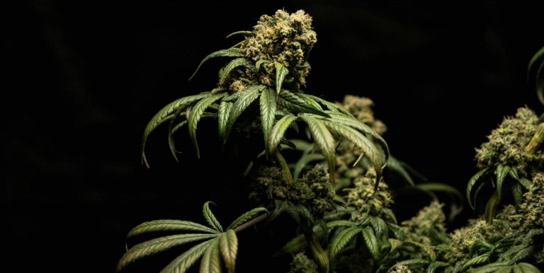 Top 10 Jack Herer Hybrid Strains