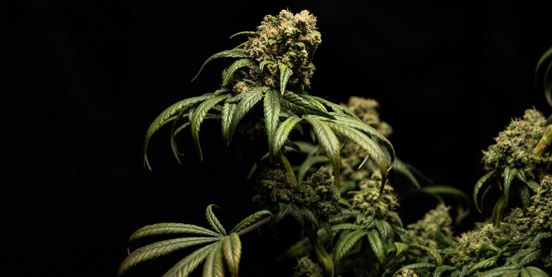 Top 10 Jack Herer Hybrid Strains