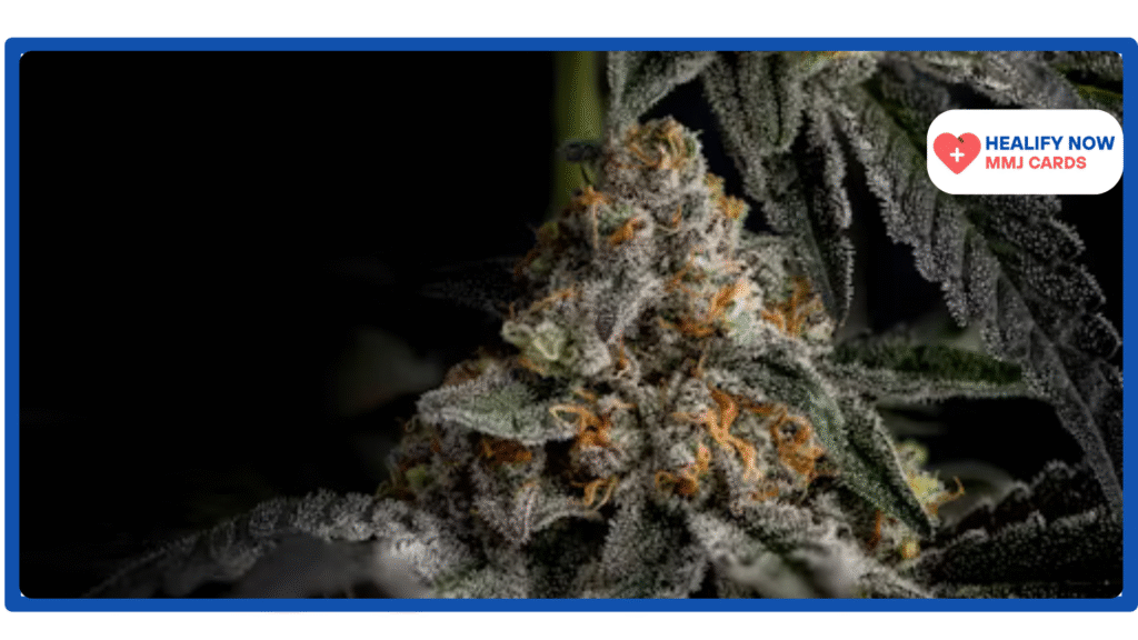 Cannabis in Michigan