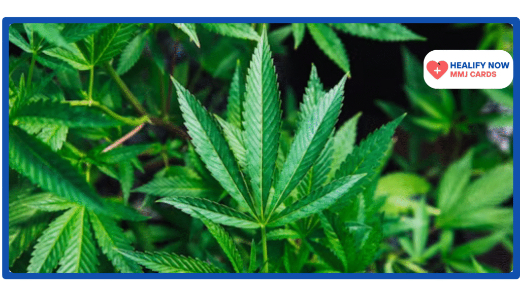 Cannabis in North Carolina