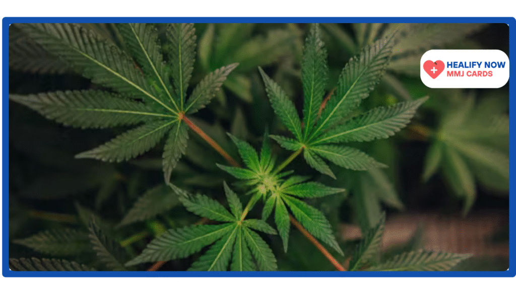 Cannabis in South Carolina